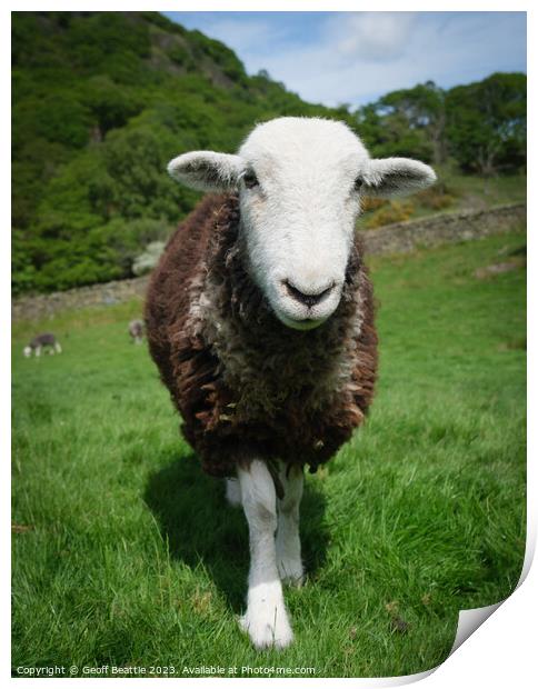A herdwick sheep standing on top of a lush green field  Print by Geoff Beattie
