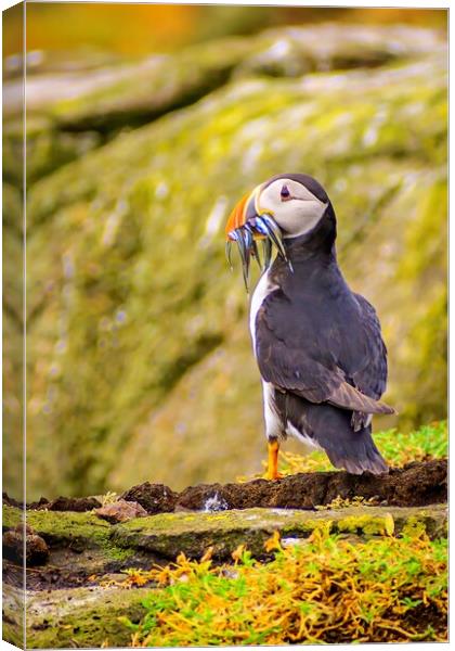 Atlantic puffin after a successful fishing trip for sand eels                                   Canvas Print by DAVID FRANCIS
