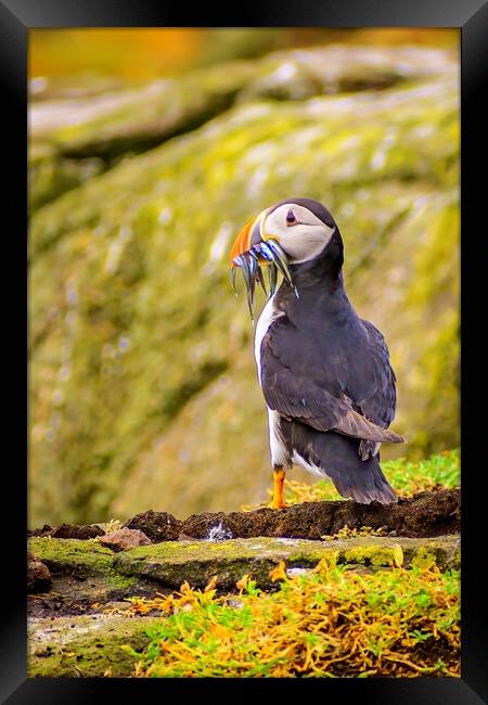 Atlantic puffin after a successful fishing trip for sand eels                                   Framed Print by DAVID FRANCIS