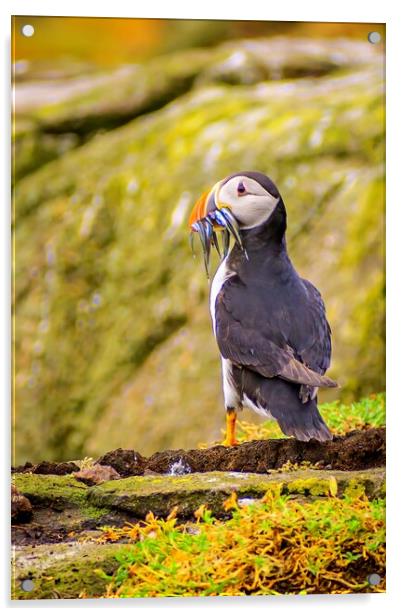 Atlantic puffin after a successful fishing trip for sand eels                                   Acrylic by DAVID FRANCIS