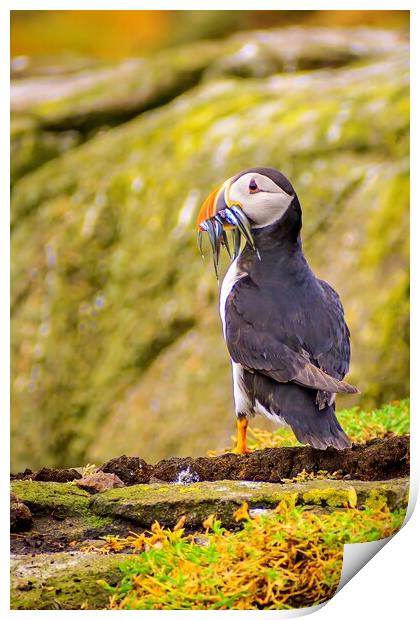 Atlantic puffin after a successful fishing trip for sand eels                                   Print by DAVID FRANCIS
