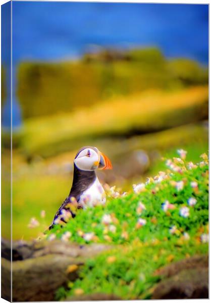 An Atlantic Puffin sits quietly on the Isle of May Canvas Print by DAVID FRANCIS
