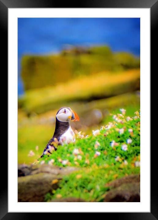 An Atlantic Puffin sits quietly on the Isle of May Framed Mounted Print by DAVID FRANCIS