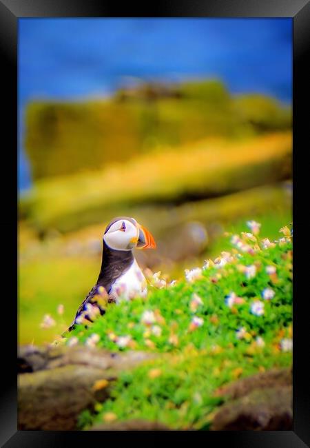 An Atlantic Puffin sits quietly on the Isle of May Framed Print by DAVID FRANCIS