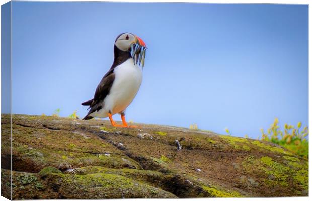Atlantic Puffin with a catch of sand eels Canvas Print by DAVID FRANCIS