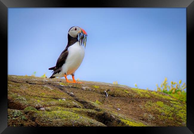 Atlantic Puffin with a catch of sand eels Framed Print by DAVID FRANCIS