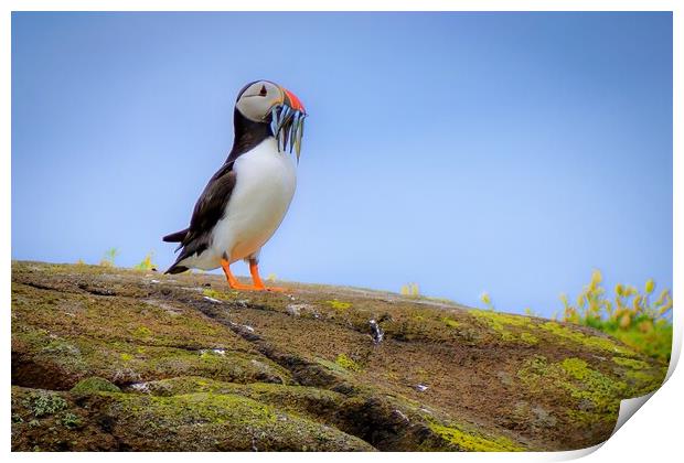 Atlantic Puffin with a catch of sand eels Print by DAVID FRANCIS