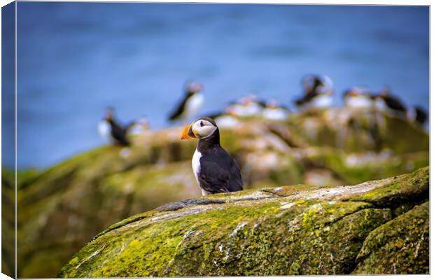 An Atlantic Puffin sits quietly on the Isle of May Canvas Print by DAVID FRANCIS