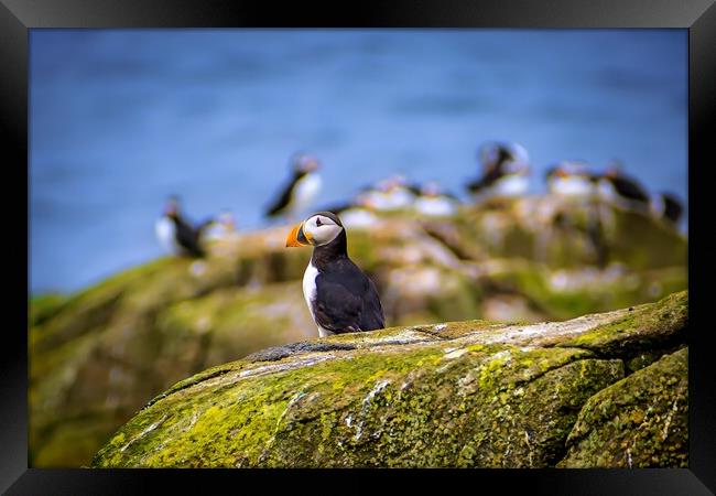 An Atlantic Puffin sits quietly on the Isle of May Framed Print by DAVID FRANCIS