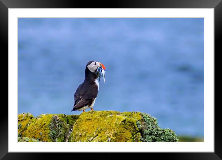 Atlantic Puffin with a catch of sand eels Framed Mounted Print by DAVID FRANCIS