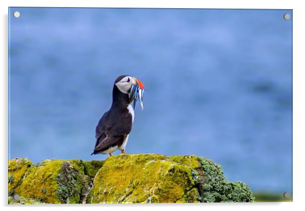 Atlantic Puffin with a catch of sand eels Acrylic by DAVID FRANCIS