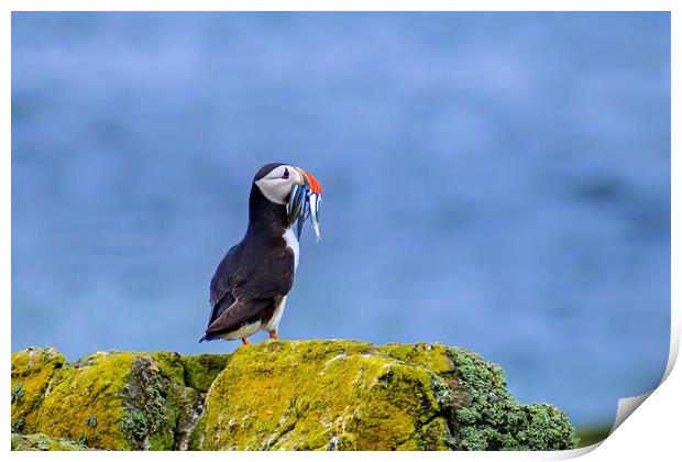 Atlantic Puffin with a catch of sand eels Print by DAVID FRANCIS