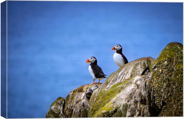 Two Puffins standing proudly on the cliffs Canvas Print by DAVID FRANCIS