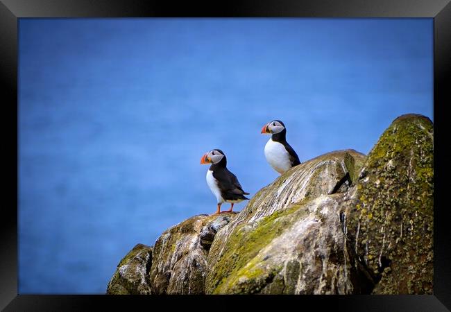 Two Puffins standing proudly on the cliffs Framed Print by DAVID FRANCIS