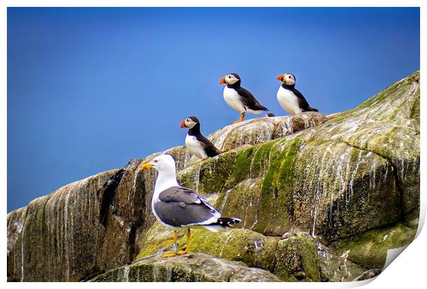 A circus of Puffins on the Isle of May in Scotland Print by DAVID FRANCIS