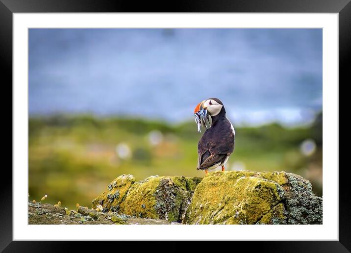 Atlantic Puffin with a catch of sand eels Framed Mounted Print by DAVID FRANCIS