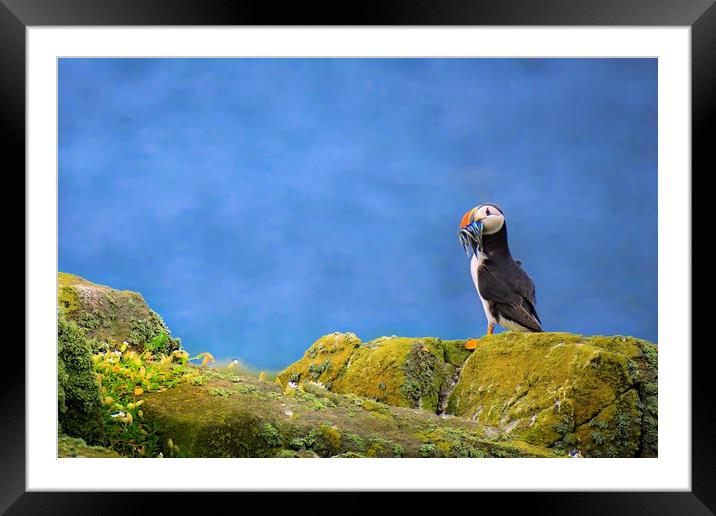 Atlantic Puffin with a catch of sand eels Framed Mounted Print by DAVID FRANCIS