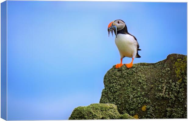 A Puffin Standing proudly with a catch of Sand Eels Canvas Print by DAVID FRANCIS