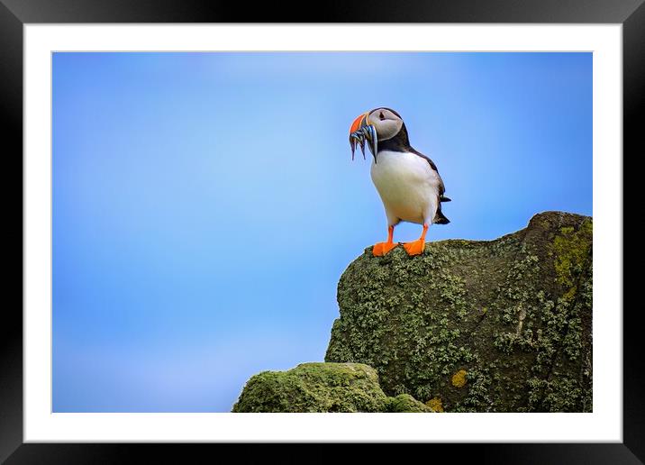 A Puffin Standing proudly with a catch of Sand Eels Framed Mounted Print by DAVID FRANCIS