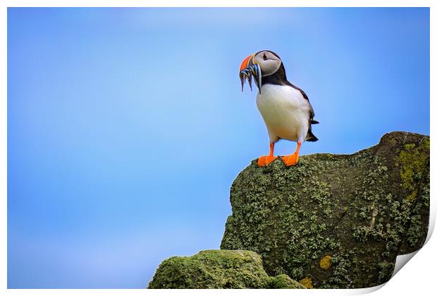 A Puffin Standing proudly with a catch of Sand Eels Print by DAVID FRANCIS