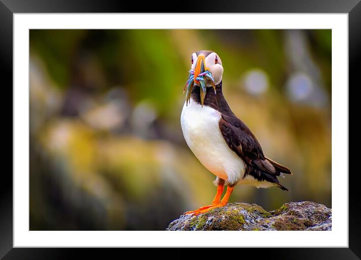 Amazing Puffin with a colourful catch of Sand Eels Framed Mounted Print by DAVID FRANCIS