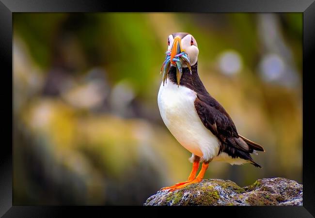 Amazing Puffin with a colourful catch of Sand Eels Framed Print by DAVID FRANCIS