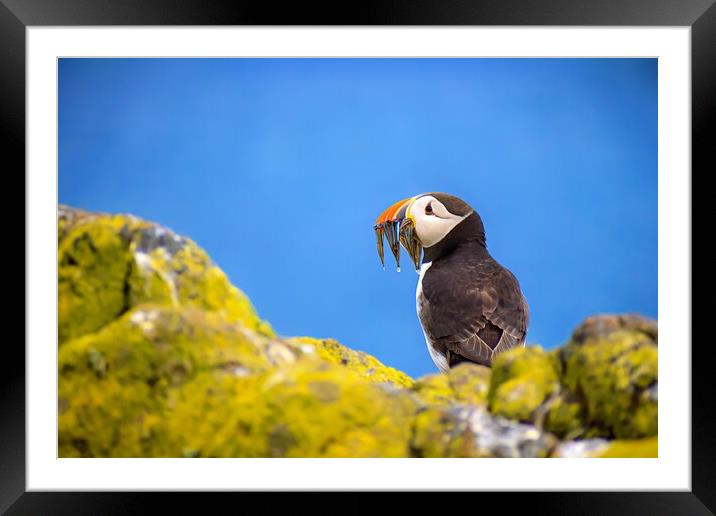 Atlantic Puffin with a catch of Sand Eels Framed Mounted Print by DAVID FRANCIS