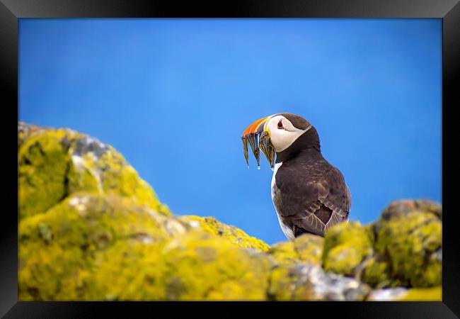 Atlantic Puffin with a catch of Sand Eels Framed Print by DAVID FRANCIS