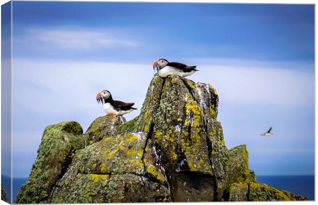 Two Puffins sit with their catch of Sand Eels Canvas Print by DAVID FRANCIS
