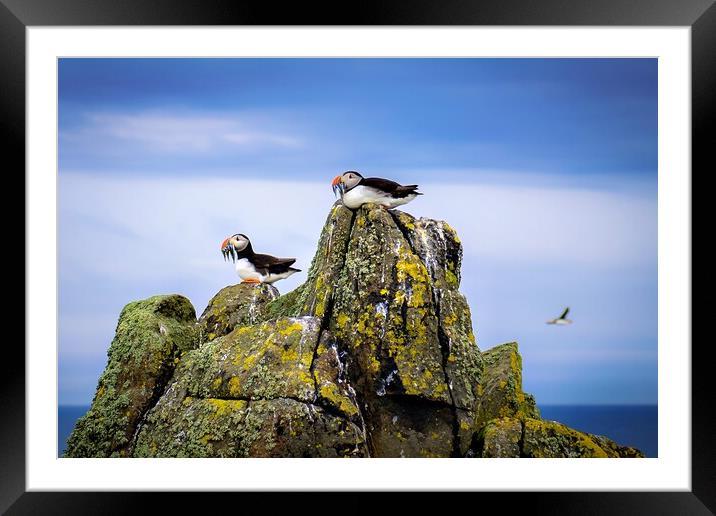 Two Puffins sit with their catch of Sand Eels Framed Mounted Print by DAVID FRANCIS