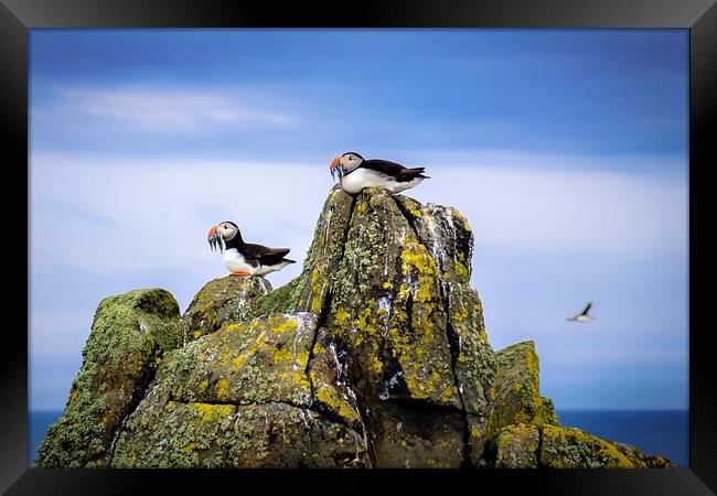 Two Puffins sit with their catch of Sand Eels Framed Print by DAVID FRANCIS