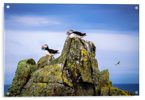 Two Puffins sit with their catch of Sand Eels Acrylic by DAVID FRANCIS