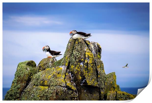 Two Puffins sit with their catch of Sand Eels Print by DAVID FRANCIS