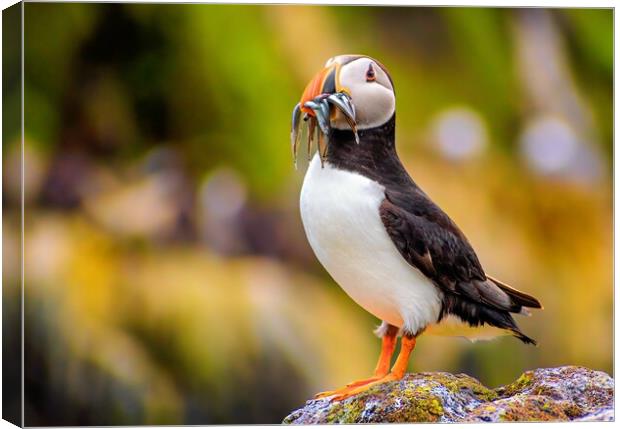 Amazing Puffin with a colourful catch of Sand Eels Canvas Print by DAVID FRANCIS