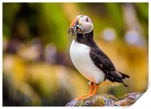 Amazing Puffin with a colourful catch of Sand Eels Print by DAVID FRANCIS