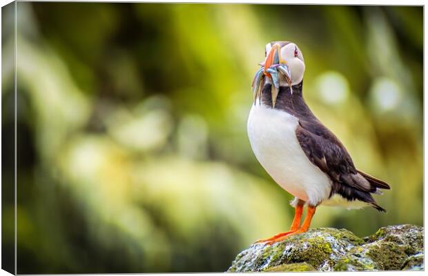 Majestic Puffin with a colourful catch of Sand Eels Canvas Print by DAVID FRANCIS