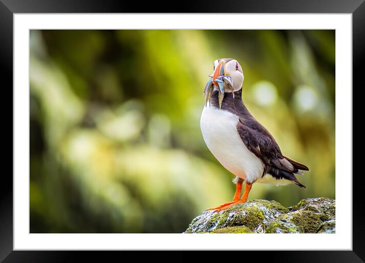 Majestic Puffin with a colourful catch of Sand Eels Framed Mounted Print by DAVID FRANCIS