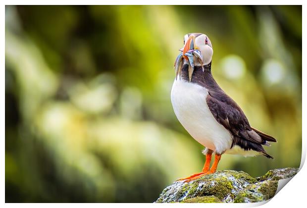 Majestic Puffin with a colourful catch of Sand Eels Print by DAVID FRANCIS