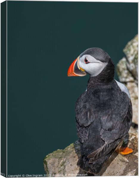 The lonely puffin Canvas Print by Clive Ingram