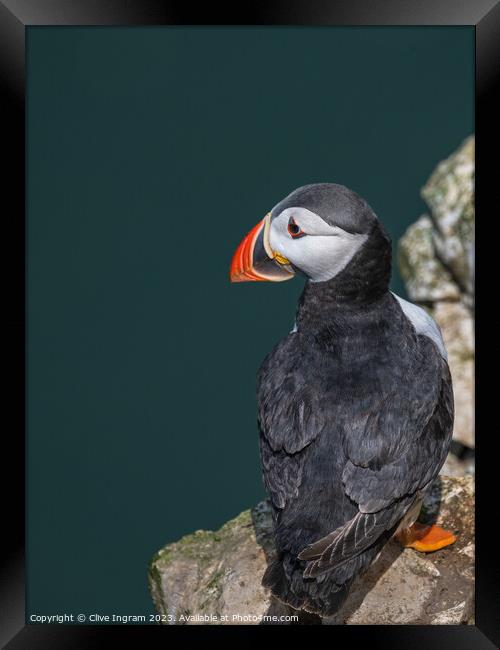 The lonely puffin Framed Print by Clive Ingram