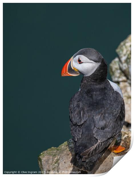 The lonely puffin Print by Clive Ingram