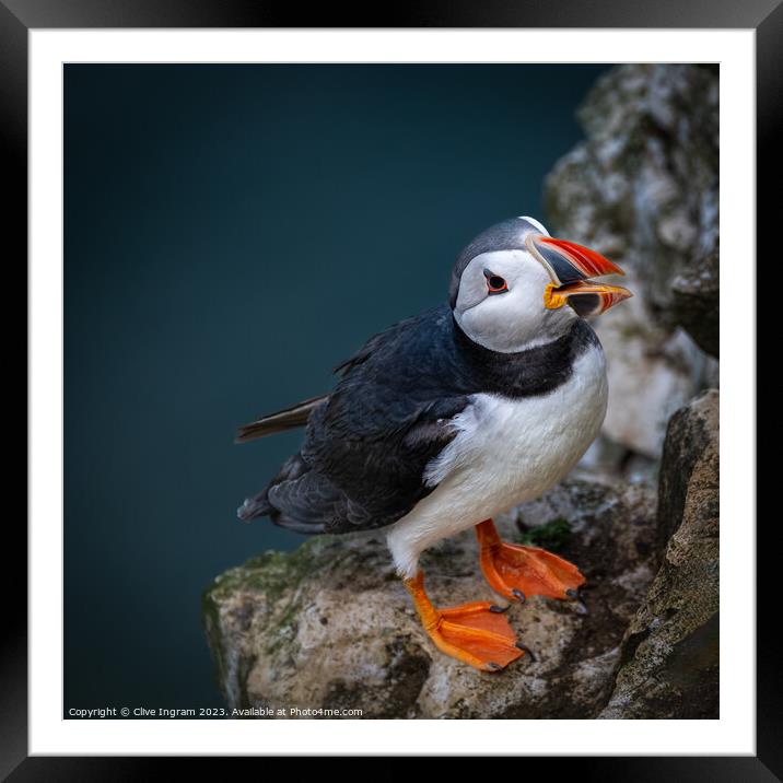 Portrait of a puffin Framed Mounted Print by Clive Ingram
