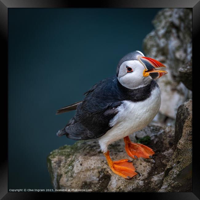 Portrait of a puffin Framed Print by Clive Ingram