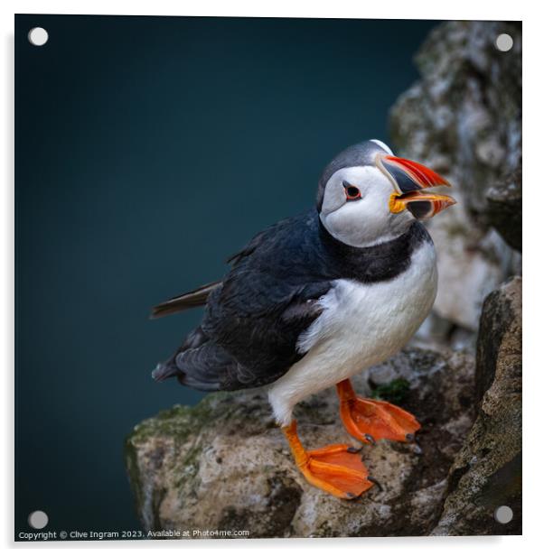 Portrait of a puffin Acrylic by Clive Ingram