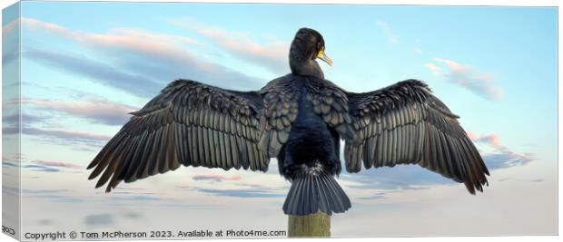 Cormorant Drying Wings in the breeze at Burghead b Canvas Print by Tom McPherson