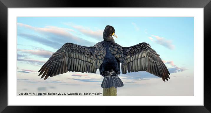 Cormorant Drying Wings in the breeze at Burghead b Framed Mounted Print by Tom McPherson