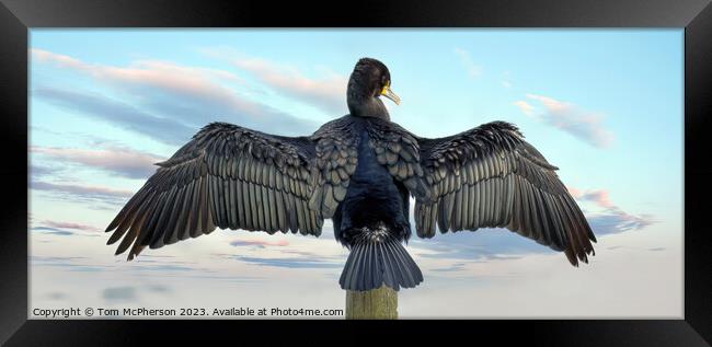 Cormorant Drying Wings in the breeze at Burghead b Framed Print by Tom McPherson