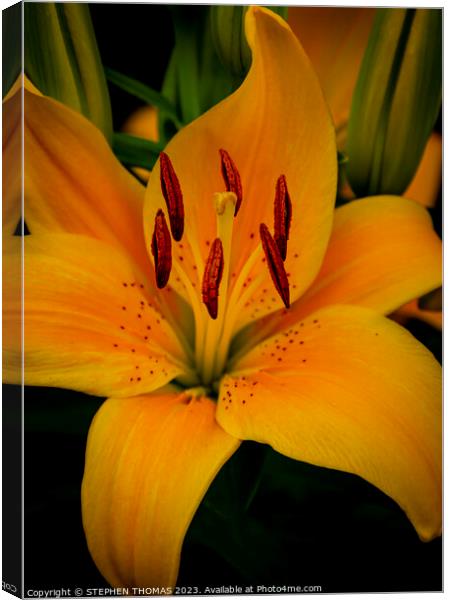 Yellow Asiatic Lily Canvas Print by STEPHEN THOMAS