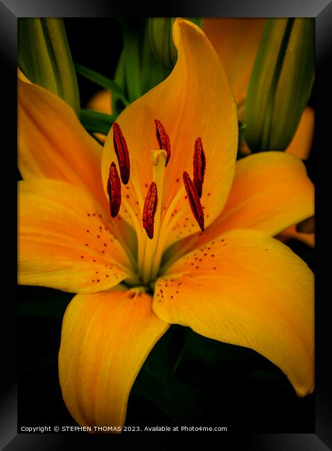 Yellow Asiatic Lily Framed Print by STEPHEN THOMAS