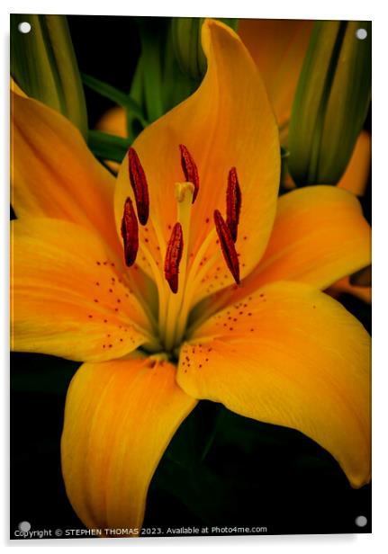 Yellow Asiatic Lily Acrylic by STEPHEN THOMAS